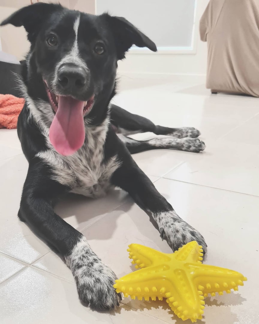 Poppy Playing with Sharfish Chew Toy