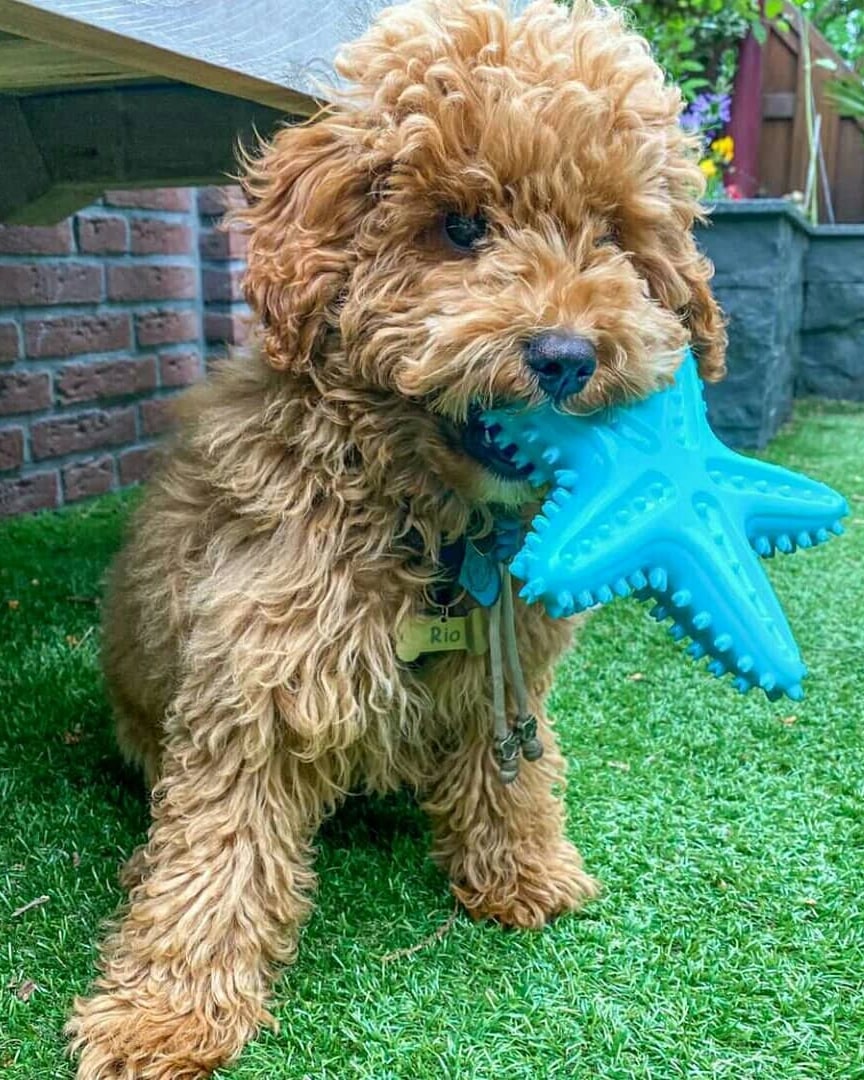 Rio Playing with Sharfish Chew Toy